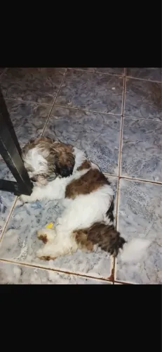 Shih tzu