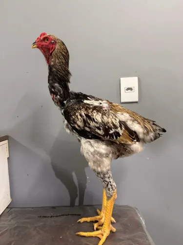 Frango índio gigante