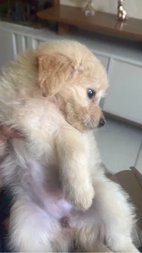 Vendo filhote de poodoy 300 reais 