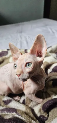 Lindos Filhotes de Gato Sphynx 