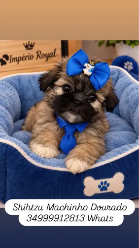 Shihtzu Machinho Douradinho a Pronta Entrega