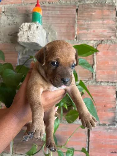 Pinscher N:2