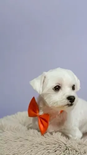 Maltês Esse cachorrinho espalha felicidade sem esforço