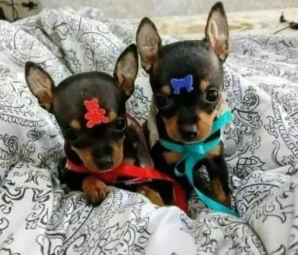 Pinscher para dia dos pais uma otma escolha