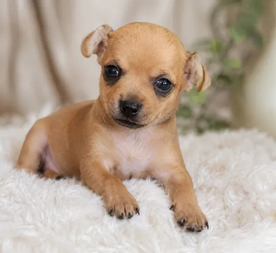 Filhotes de Pinscher e