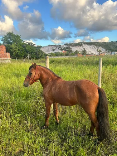 Vende-se pônei!