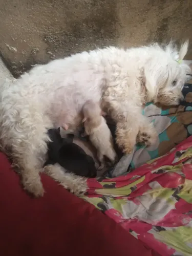 Vendo filhote de cachorro dois machos