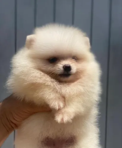     Amor verdadeiro vem em forma de Lulu da Pomerânia ?