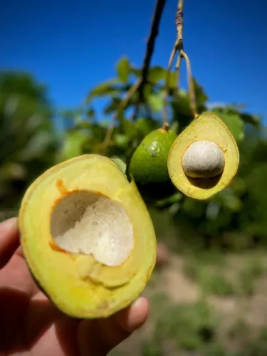 ENXERTADO: ABACATE MANTEIGA, FRUTÍFERAS, PARA VASOS