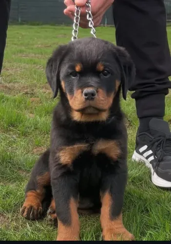 Filhote Rottweiler, Os companheiros mais leais estão aqui, só esperando por você!