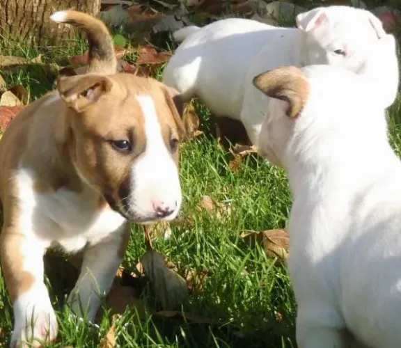  Bull Terrier Inglês LIndos filhotes com excelente padrão da raça, todos com Pedigree
