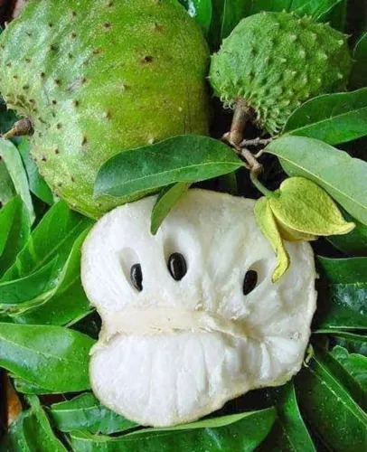 Frutifera Mudas de Graviola 