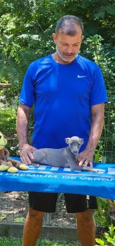Galgo Italiano Menorzinho Cinza