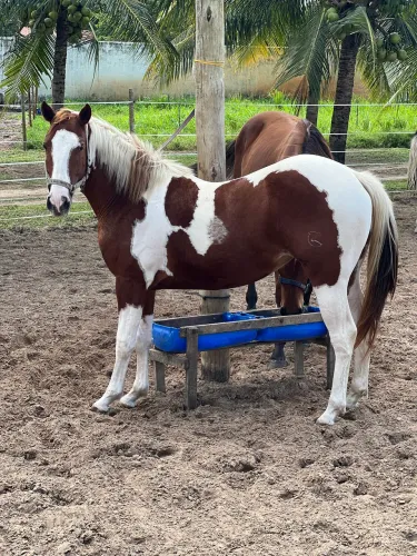 Égua paint horse 2 anos registrada 