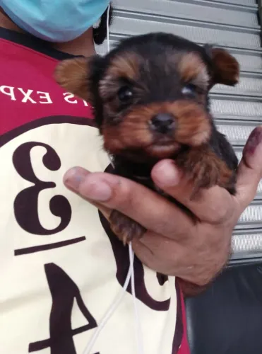 Yorkshire a pronta entrega