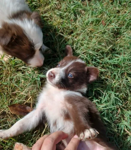 Border Collie: : Inteligência e energia em forma de filhote