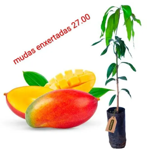 Hortas e plantas