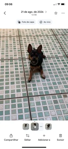 Cachorro Pinscher lindo 5 mês machinho
