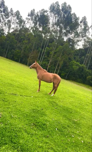 Animal