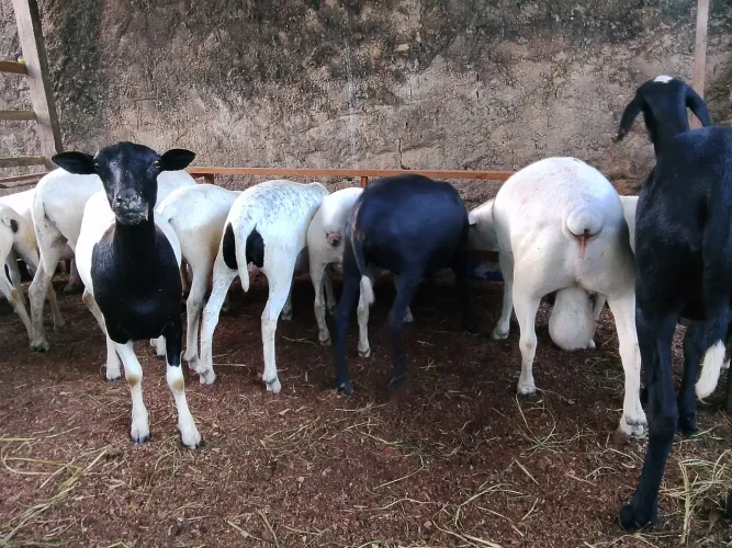 Ovelhas 