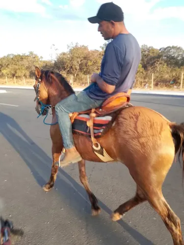 Égua meio sangue quarto de milha