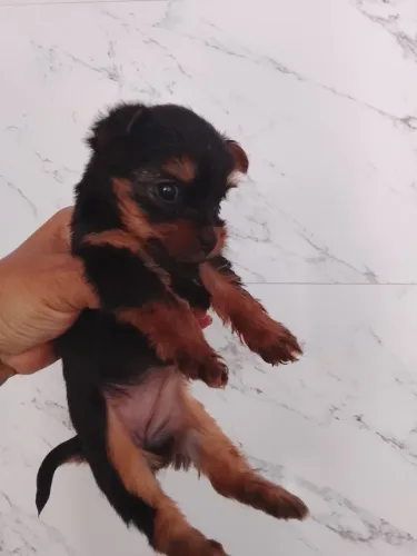 Linda filhote de yorkshire fêmea