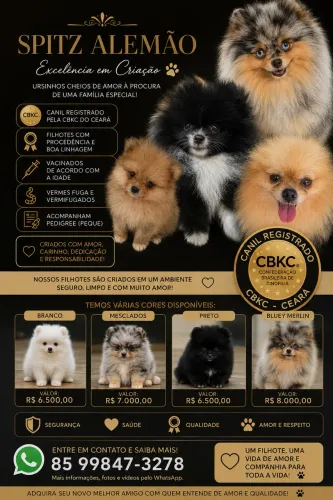 Filhote Spitz Alemão disponível