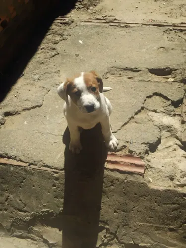 Doação de filhotes
