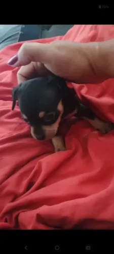 Vende-se filhote de pinscher zero macho