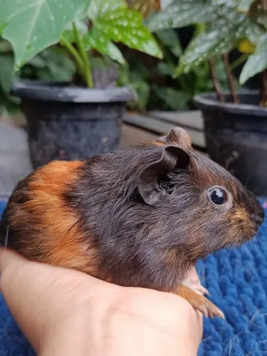 Porquinho da Índia Fêmea - 3 meses