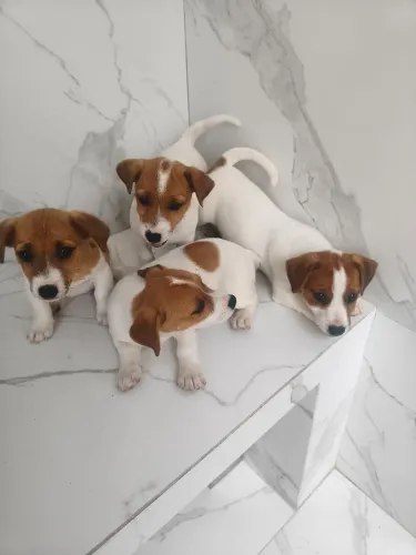 Filhote de Jack Russell Terrier