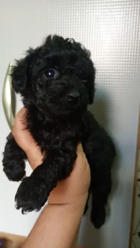 Poodle Toy macho | Filhote para família felizes