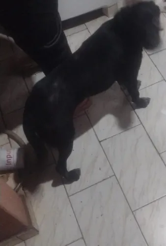 Cachorro fêmea vira lata tem 7 mês PORTE GRANDE 