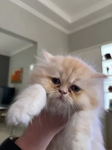 Filhote de gato persa fêmea