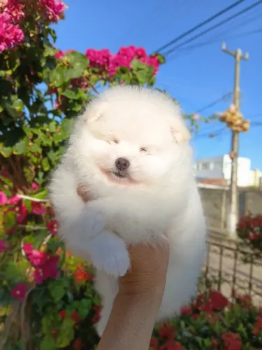 Spitz Alemão de Alto Padrão