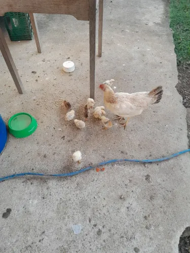 Vendo galinha com pintos