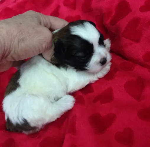 Shih Tzu fofura no apagar das luzes