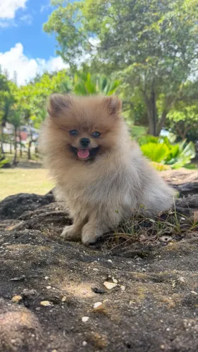 LULU DA POMERÂNIA MACHO DE ALTA GENÉTICA