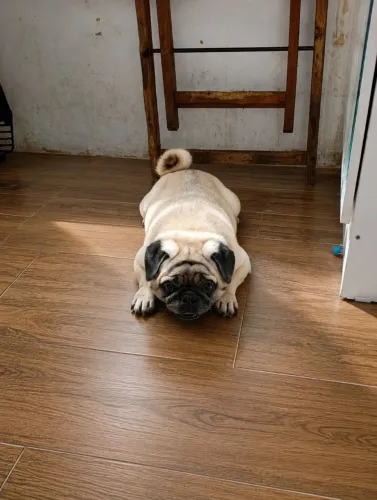 Pug Macho Para Cruzar 