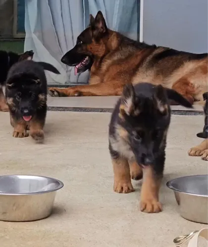 Pastor alemão O cachorrinho perfeito para quem ama cães de perfil amigável