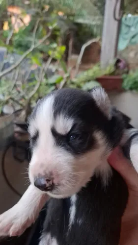 Filhote de Husky Siberiano