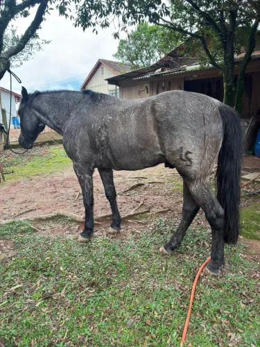 Vendo cavalo crioulo