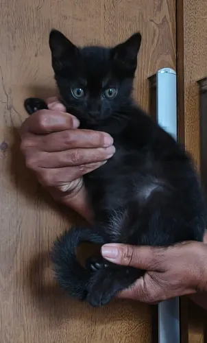 Doação de 2 gatinhos machos ambos tem 3 meses