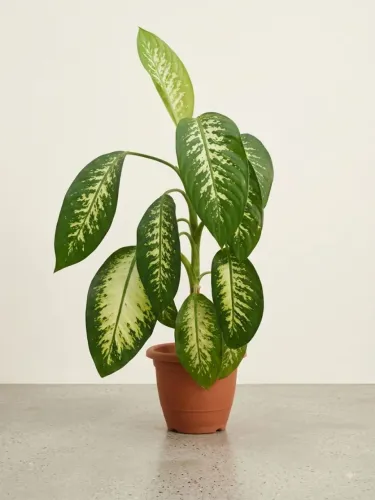 Planta no vaso.