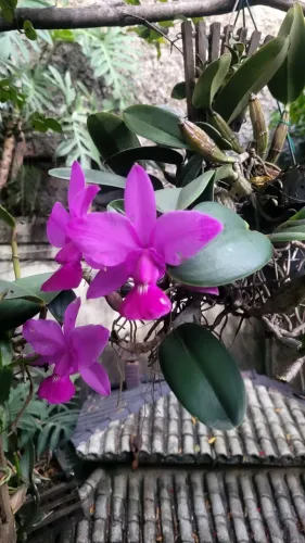 Orquídea Cattleya Walkeriana Flamea