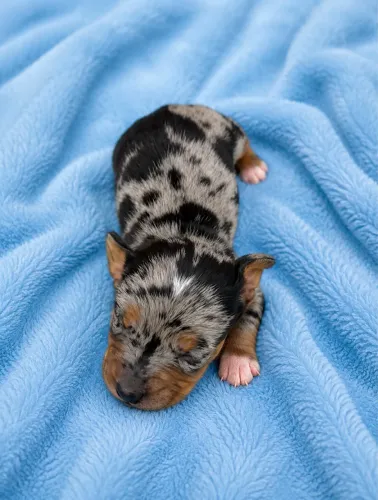Daschund Alerquim 