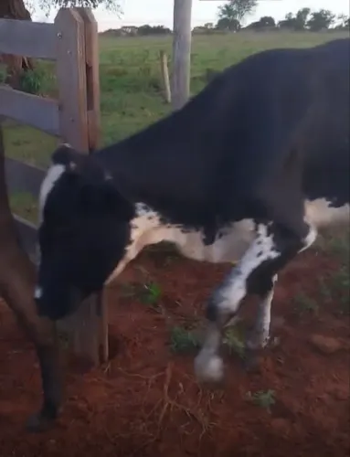Vendo vacas Girolando 