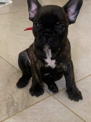 Bulldog Francês