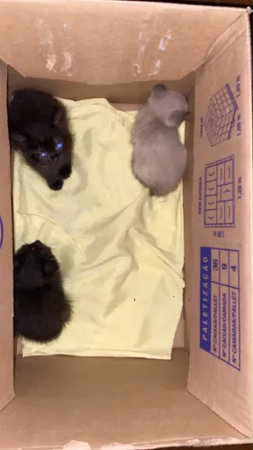 Gatinhos filhote 