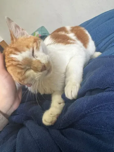 Gatinho pra doação *pinhais